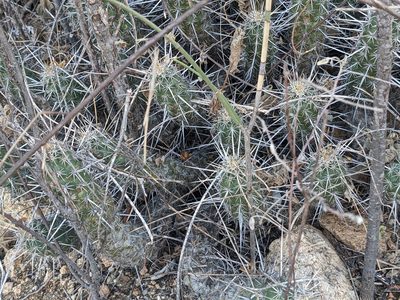 Echinocereus brandegeei, photographed by Zoltán Stekkelpak