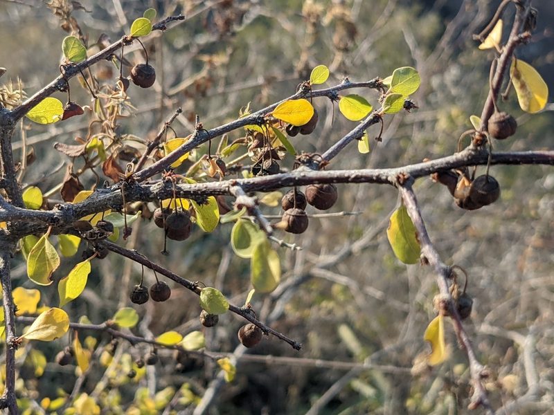 Colubrina viridis, photographed by Zoltán Stekkelpak