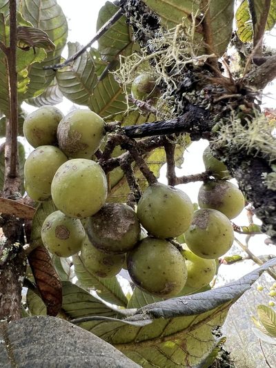Meliosma frondosa, photographed by Nicolás Baresch Uribe