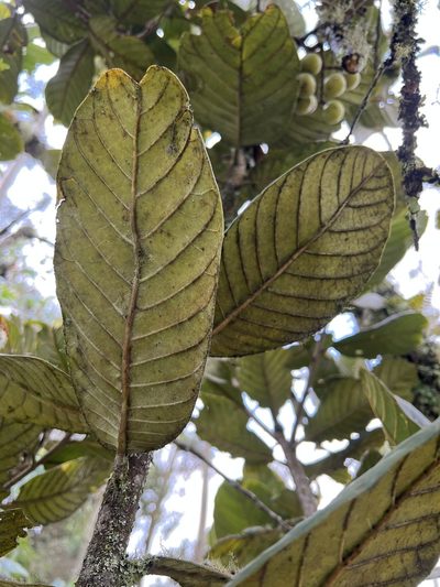 Meliosma frondosa, photographed by Nicolás Baresch Uribe