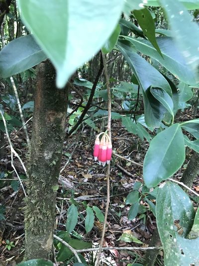 Psammisia ramiflora, photographed by Amanda Fisher