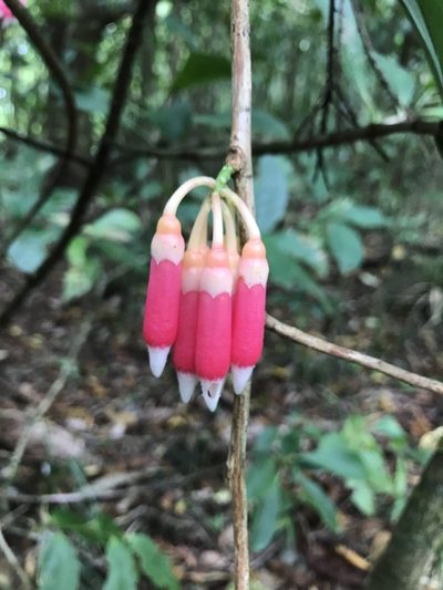 Psammisia ramiflora, photographed by Amanda Fisher