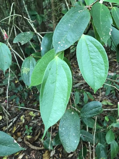 Psammisia ramiflora, photographed by Amanda Fisher
