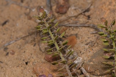 Lepidium lasiocarpum, photographed by Trevor Van Loon