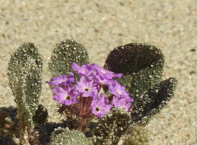 Abronia villosa, photographed by Diana
