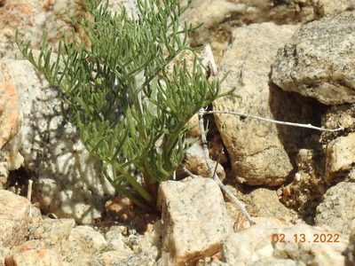 Chaenactis carphoclinia, photographed by Diana