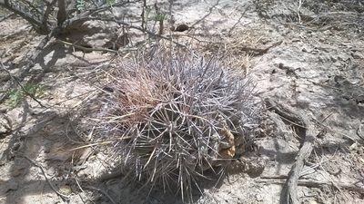 Coryphantha robustispina, photographed by Alejandro Sigala Chávez