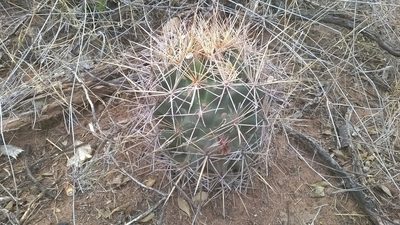 Coryphantha robustispina, photographed by Alejandro Sigala Chávez