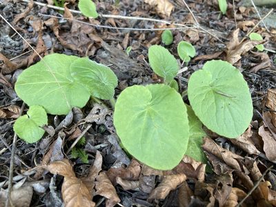 Doronicum pardalianches, photographed by Caleb Catto