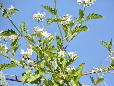 Solanum furcatum, photographed by Dutza K.