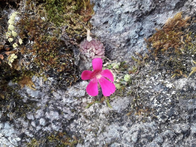 Pinguicula crassifolia, photographed by Gaby Gutierrez