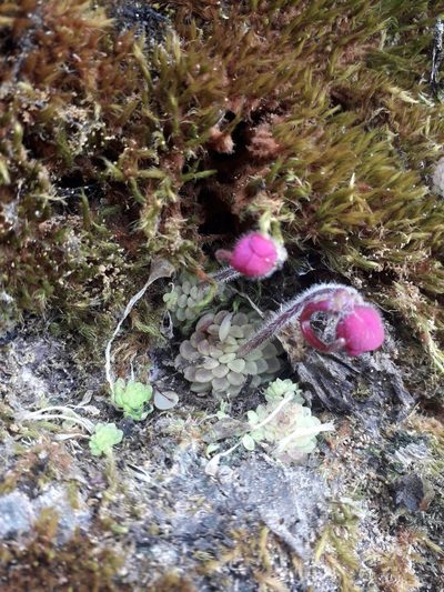 Pinguicula crassifolia, photographed by Gaby Gutierrez