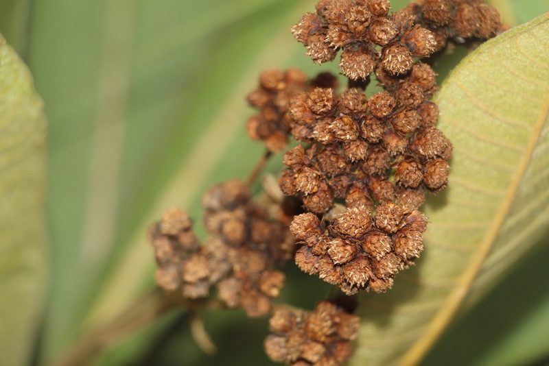 Espeletia garciae, photographed by Andrés Ramírez-Barrera