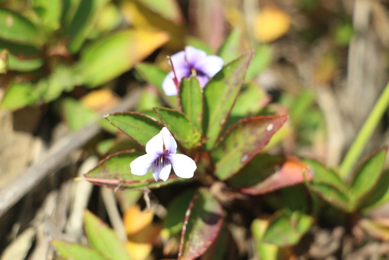 Viola stipularis, photographed by Andrés Ramírez-Barrera