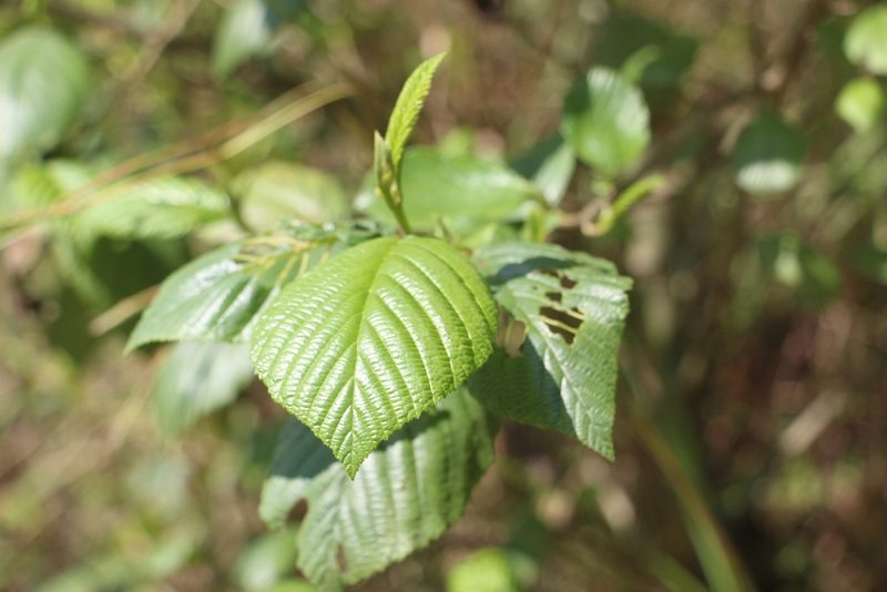 Alnus acuminata, photographed by Andrés Ramírez-Barrera