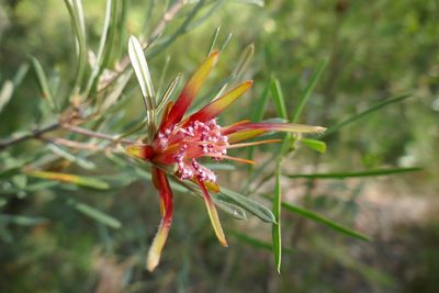 Lambertia formosa, photographed by Gary Williams