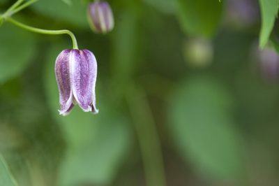 Clematis lasiandra, photographed by Licheng Shih
