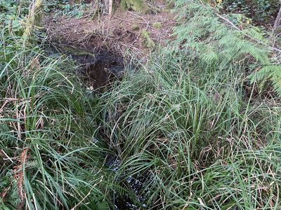 Carex obnupta, photographed by Caleb Catto