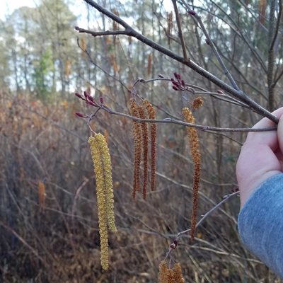Alnus serrulata, photographed by Leila Dasher