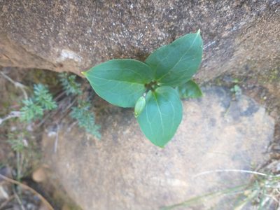 Pseudotrillium rivale, photographed by Drew Meyer