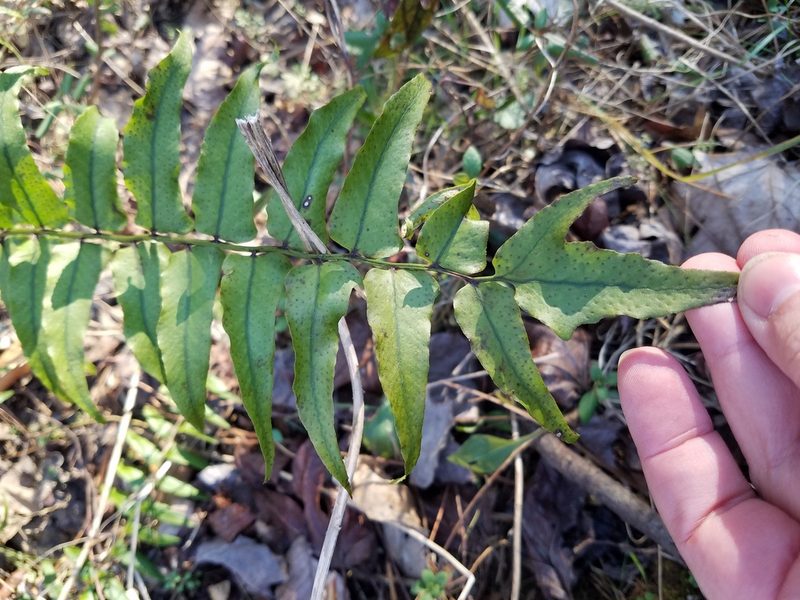 Cyrtomium fortunei, photographed by Leila Dasher