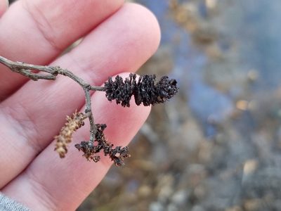 Alnus serrulata, photographed by Leila Dasher