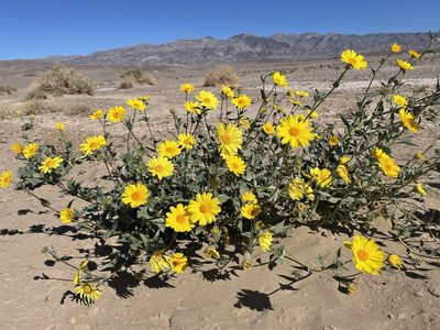 Geraea canescens, photographed by Matt Berger