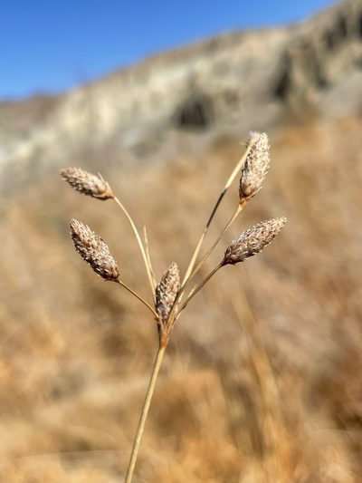 Fimbristylis thermalis, photographed by Matt Berger