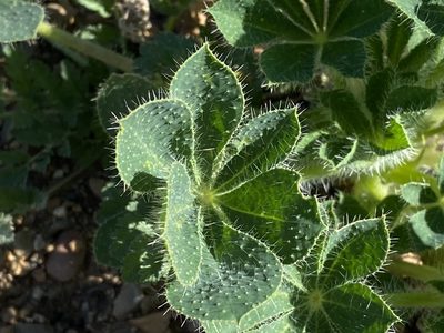 Lupinus hirsutissimus, photographed by Rachel Whitt