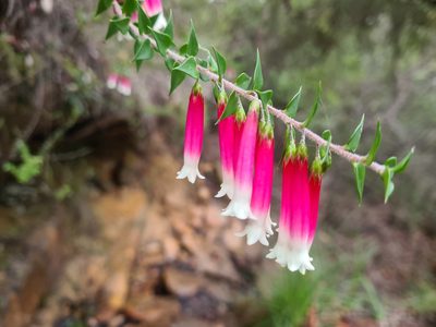 Epacris longiflora, photographed by Andrew Harvey