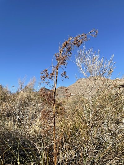 Cladium mariscus, photographed by Matt Berger