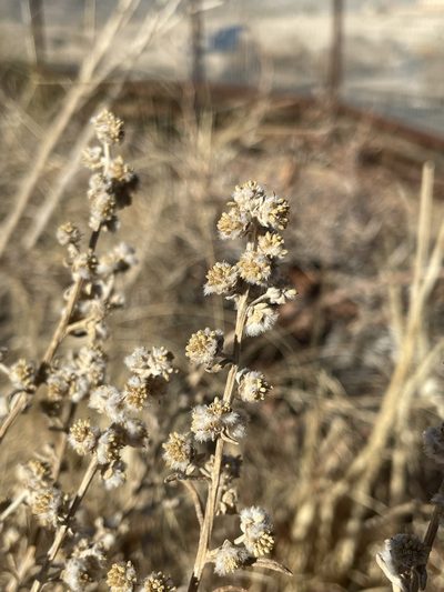 Euphrosyne acerosa, photographed by Matt Berger
