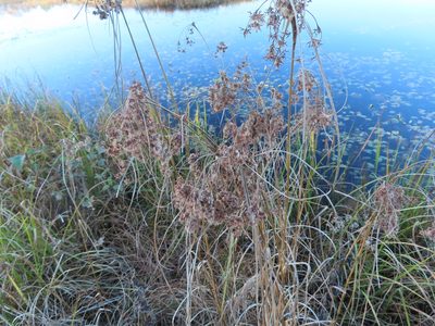 Scirpus cyperinus, photographed by Eric Schmidt