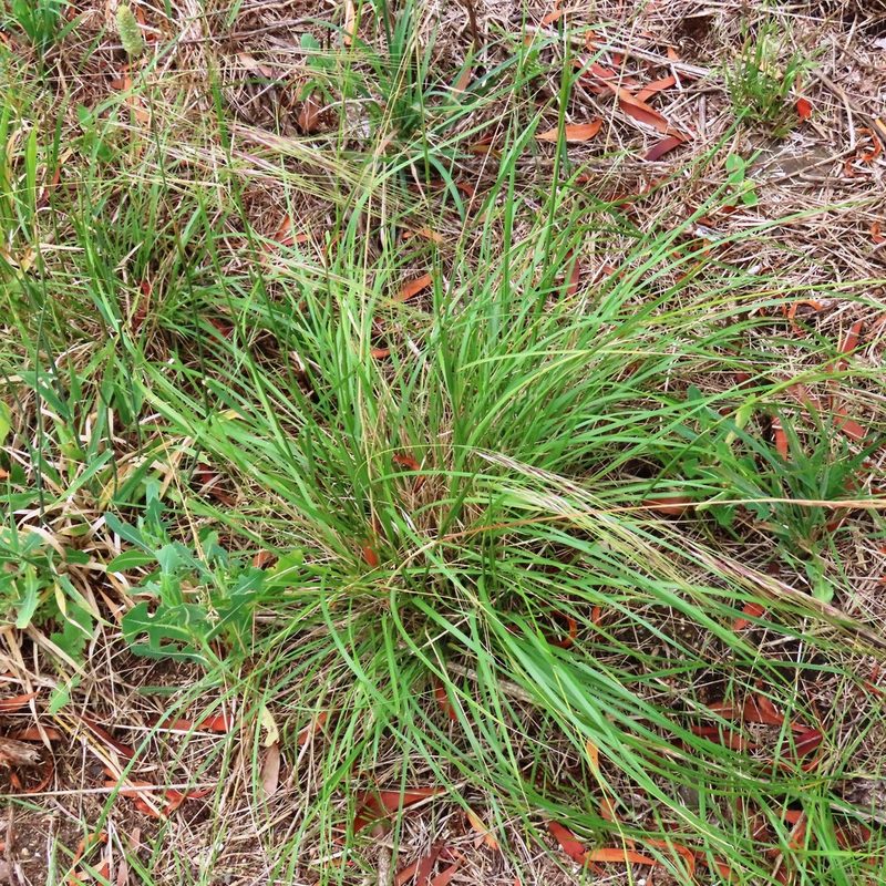 Nassella neesiana, photographed by Elspeth Swan