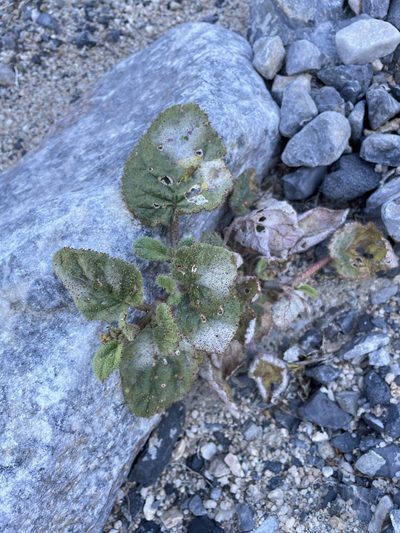 Anulocaulis annulatus, photographed by Matt Berger