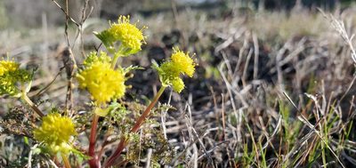 Sanicula tuberosa, photographed by Asher Budnik
