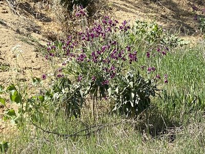 Matthiola incana, photographed by dennismudd