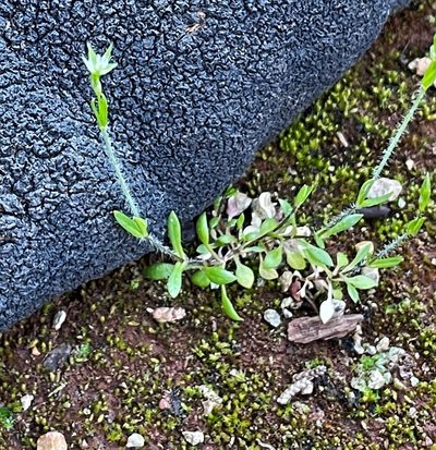 Stellaria nitens, photographed by Roger Raiche