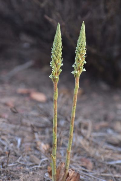 Brachystele unilateralis, photographed by Orlando Fuenzalida