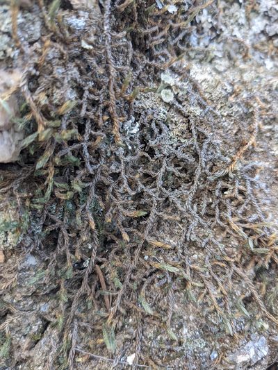 Selaginella underwoodii, photographed by Alaina Krakowiak