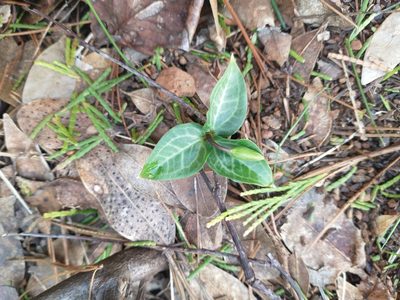 Pseudotrillium rivale
