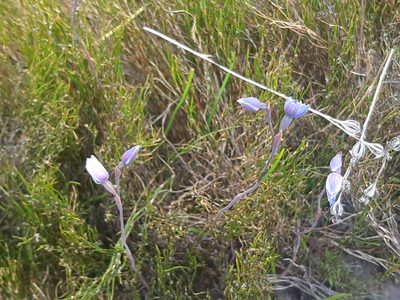 Thelymitra cyanea, photographed by darmozrac