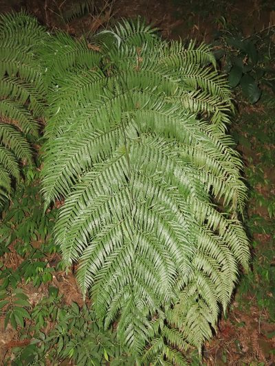 Cibotium taiwanense, photographed by chiuluan