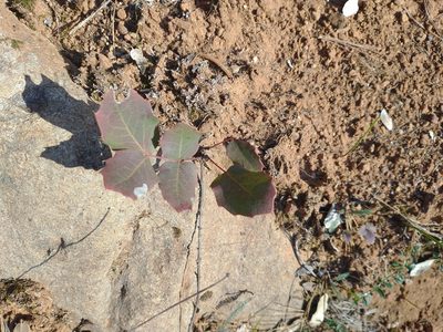 Berberis pumila, photographed by Drew Meyer