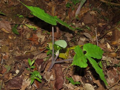 Arisaema ringens, photographed by chiuluan