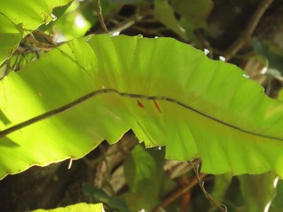 Asplenium setoi, photographed by chiuluan
