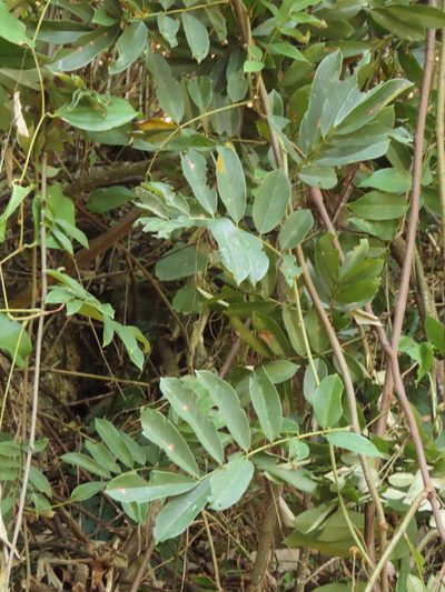Derris taiwaniana, photographed by chiuluan