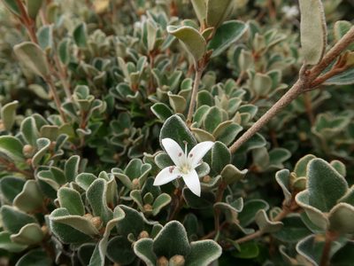 Correa alba, photographed by Cowirrie