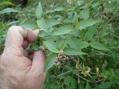 Diervilla rivularis, photographed by John P Friel