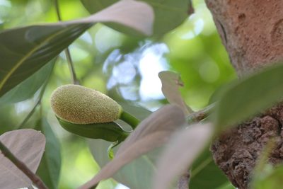 Artocarpus heterophyllus, photographed by Dinesh Valke